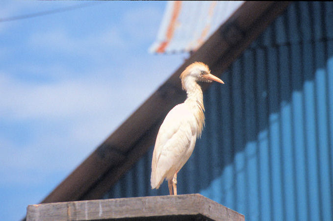 Seychellen 1999-023.jpg